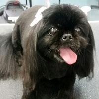 pet grooming