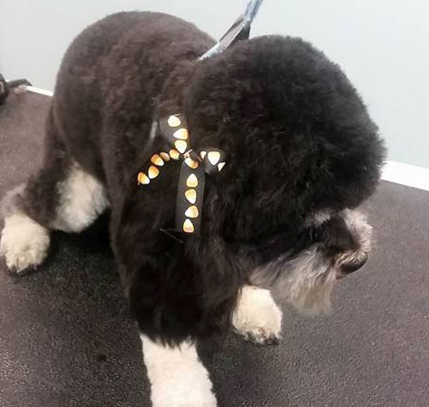 dog grooming 4