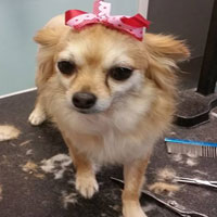 dog grooming 5
