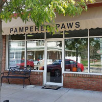 dog grooming 6